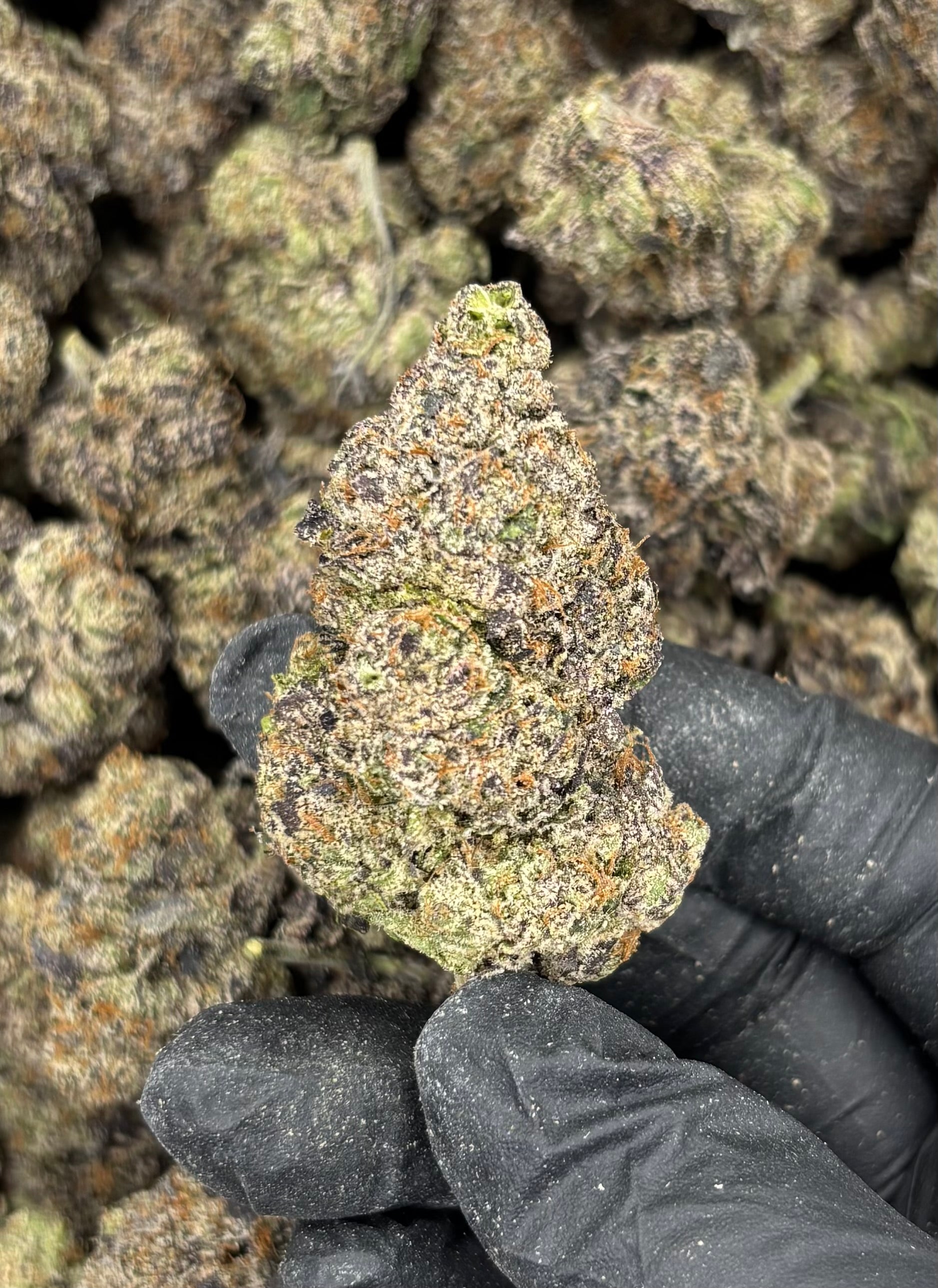 Gelato 47