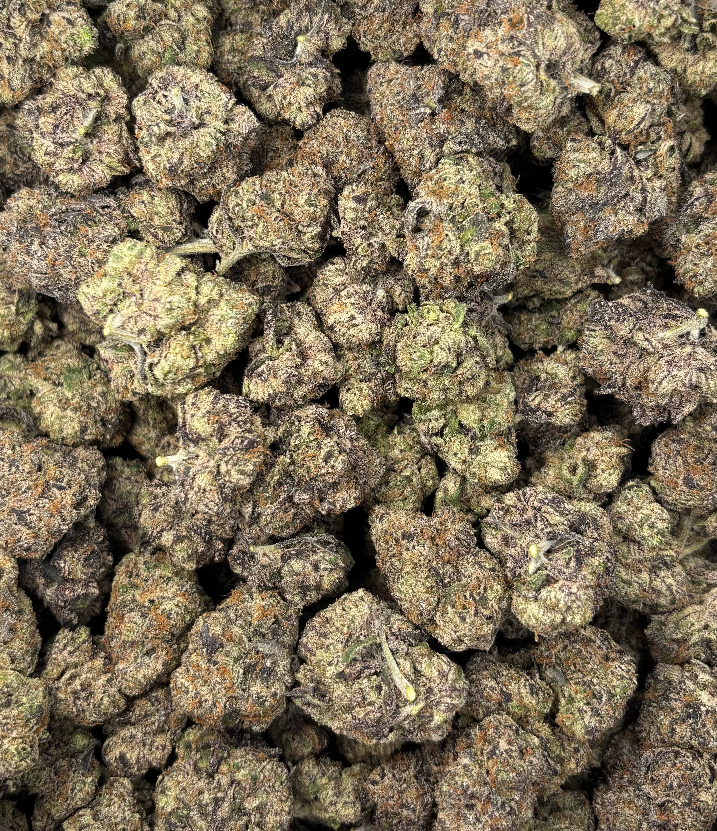 Gelato 47