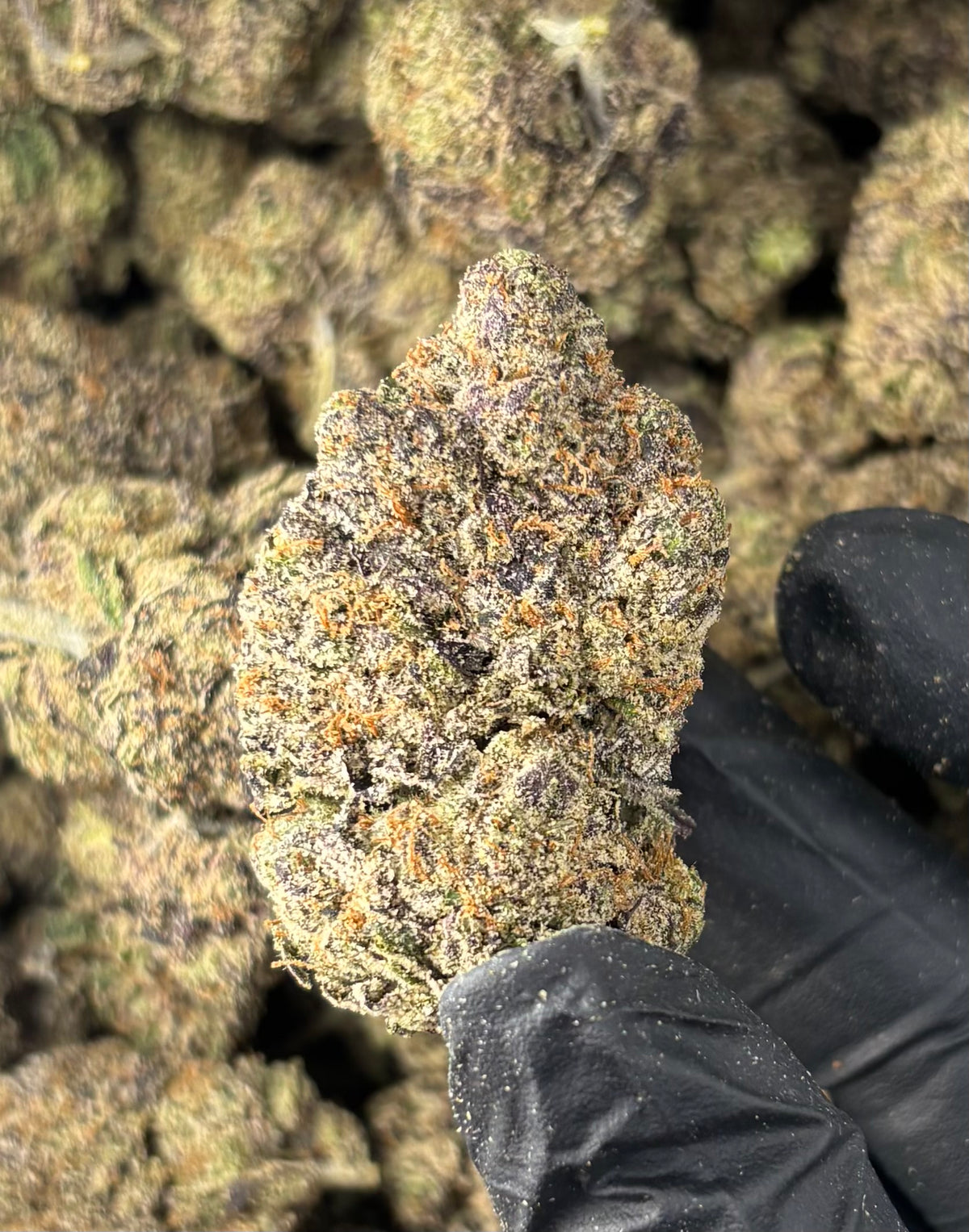 Gelato 47