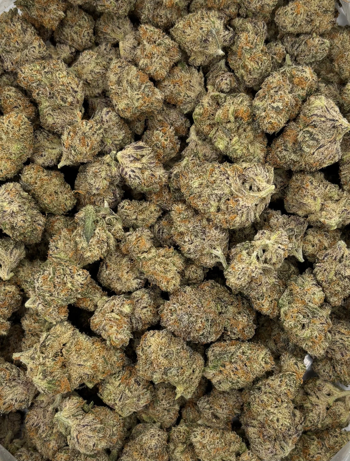 Purple Lion