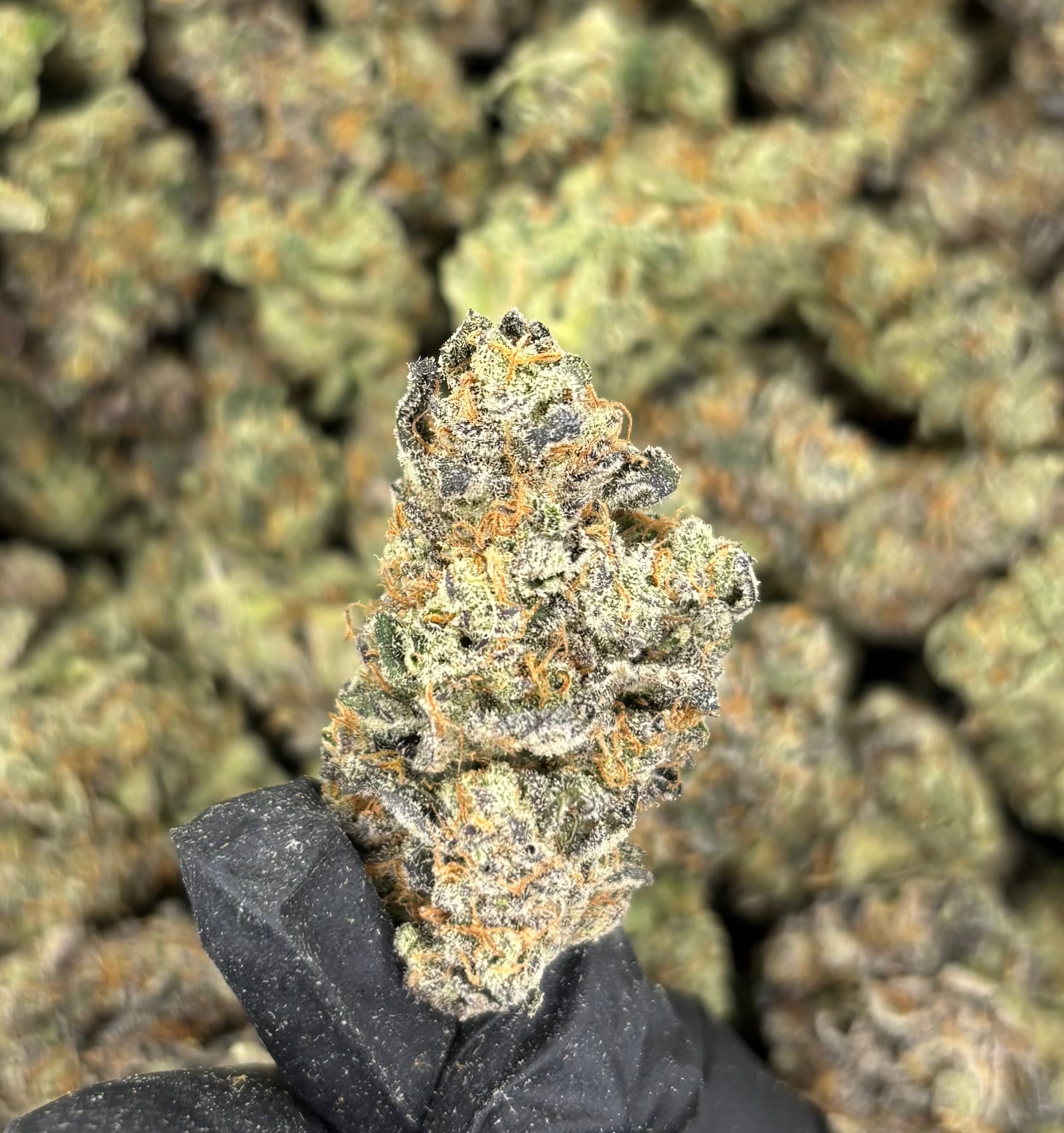 Strawberry Cadillac