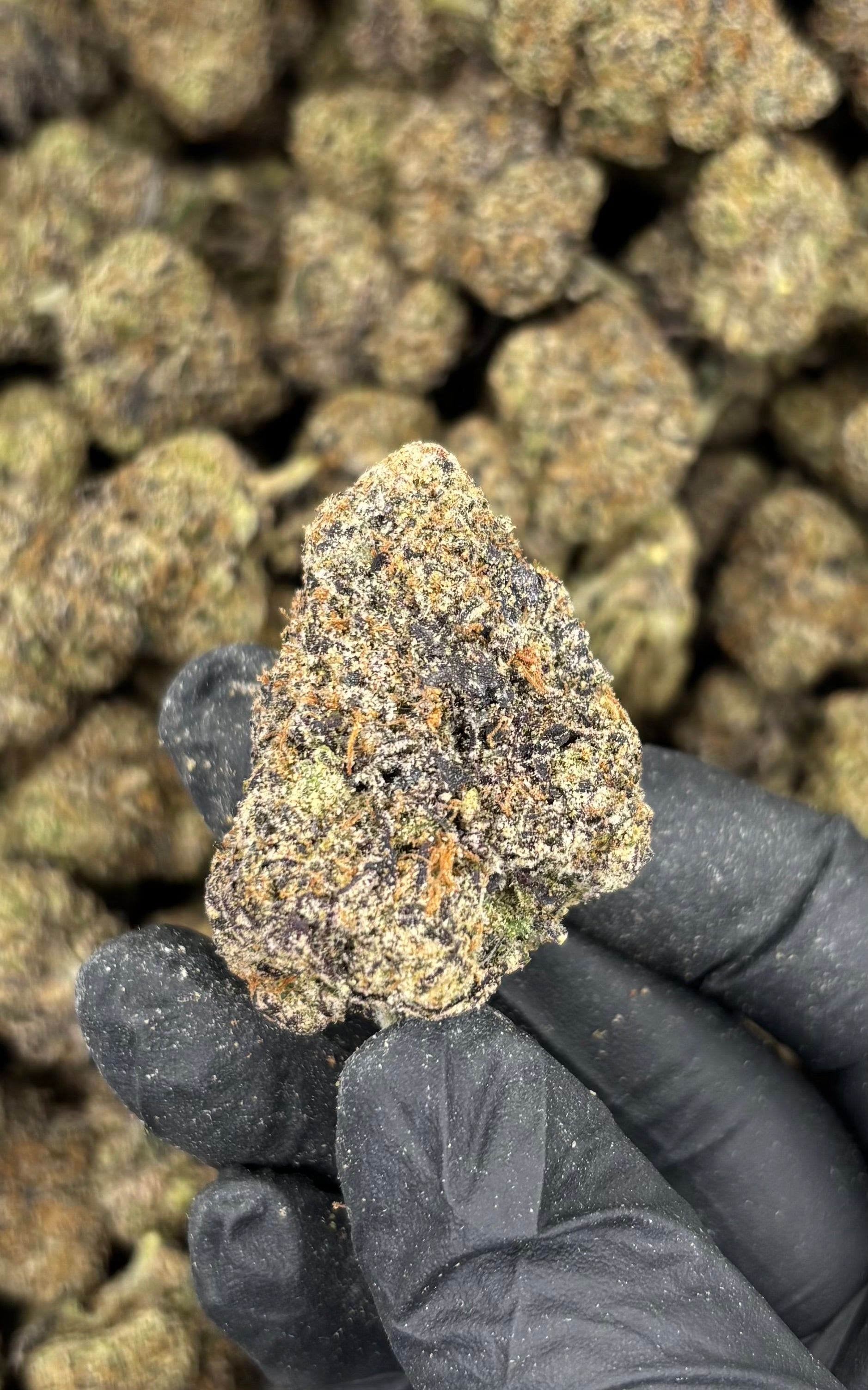 Lemon Cherry Gelato