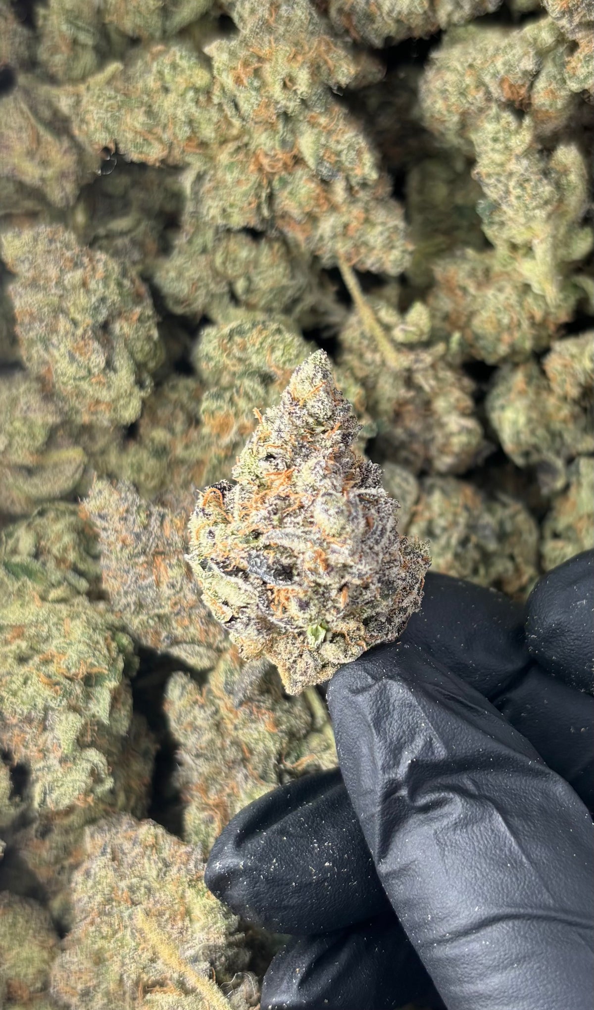 Strawberry Cadillac